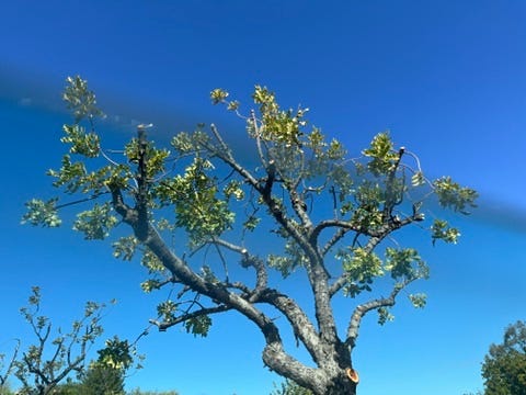 Small tree against a blue sky