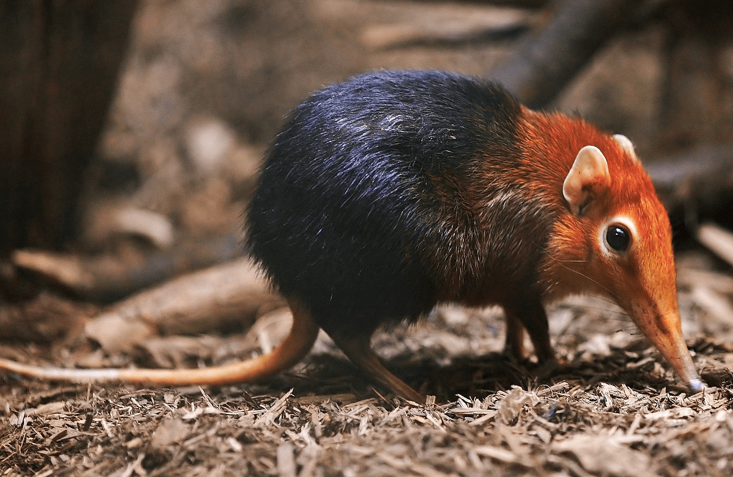 Elephant shrew