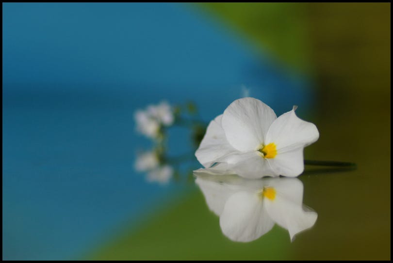 pensée