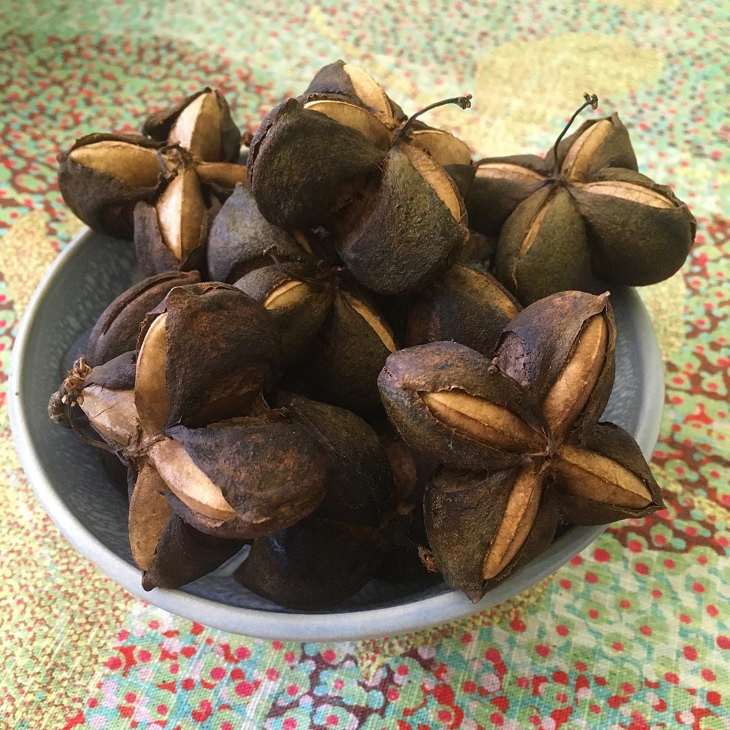Sacha Inchi, Inca Peanut - by Raven Hanna - One Cacao Tree