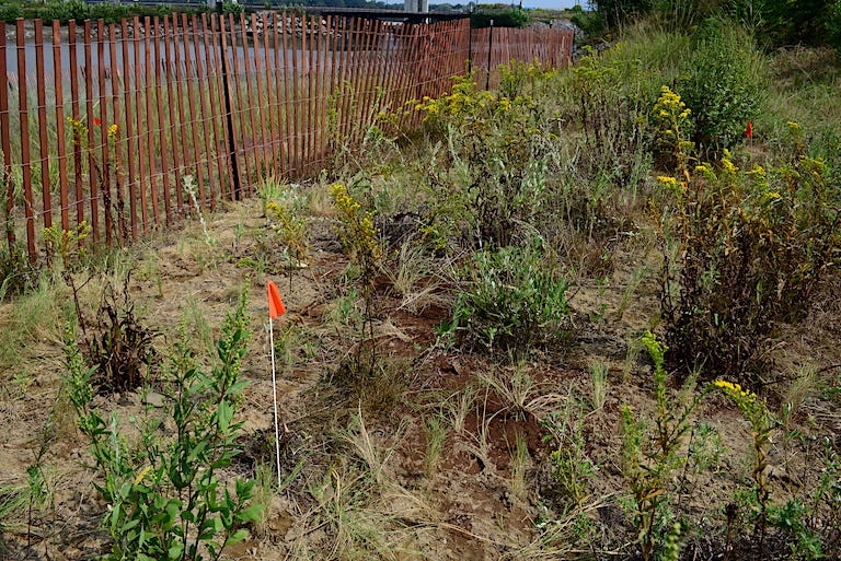 At Cutts Cove in Portsmouth, New Hampshire, fresh plantings of salt tolerant perennials and shrubs populate the upland portion of a 'living shorelines' project. Image by Erik Hoffner for Mongabay. At Cutts Cove in Portsmouth, New Hampshire, fresh plantings of salt tolerant perennials and shrubs populate the upland portion of a 'living shorelines' project. Image by Erik Hoffner for Mongabay.