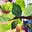Leaf's avatar