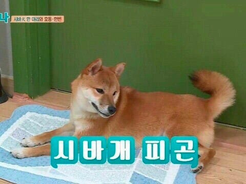 짤부탁한데이 #6] 오늘은 피곤할 때 쓰는 짤들은 넣어뒀습니다.