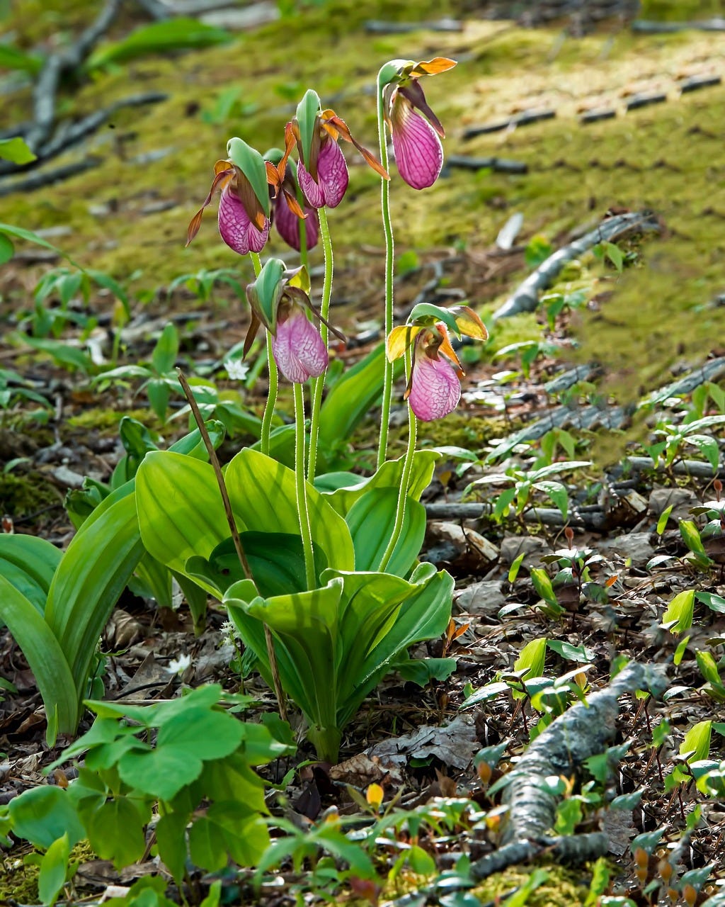 Pink Lady Slipper wildflowers growing on a mossy forest floor in Maine.