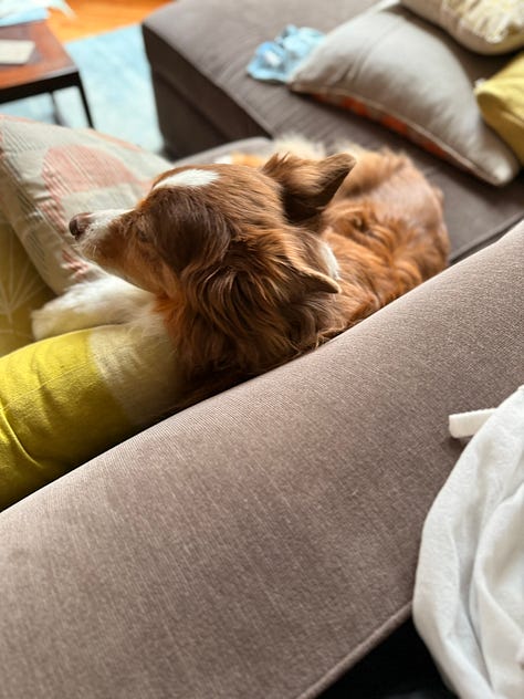 Esme the red tri Australian Shepherd.