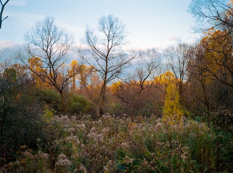 Images taken using Portra 800 film