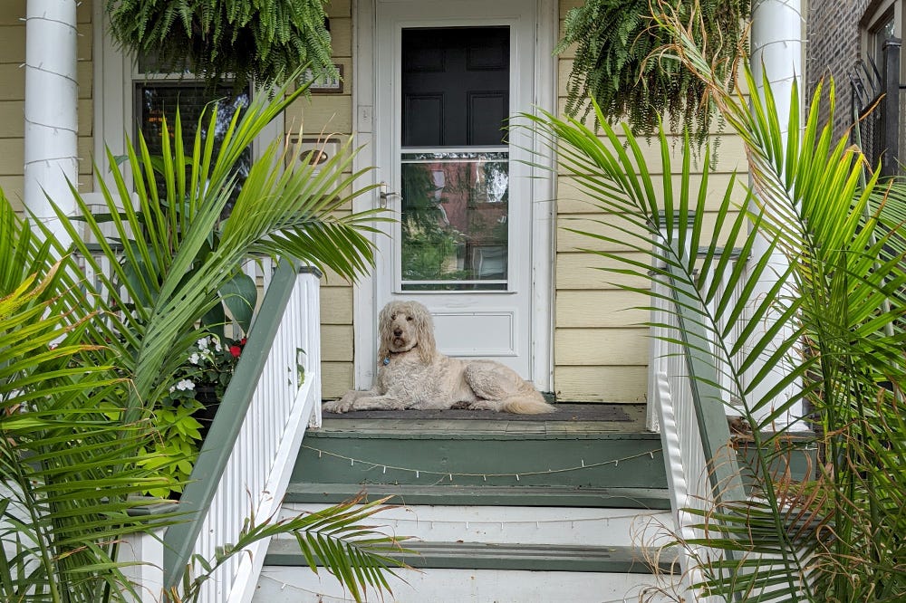 A fancy white dog sit primly on a proach surrounded by palms and ferns