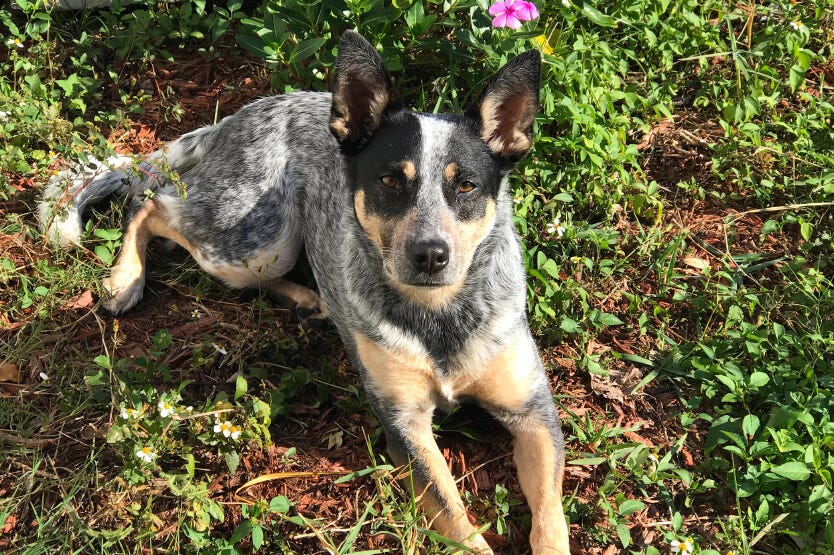 Scout the former apartment-living blue heeler sunbathing on one of her first times in her new yard