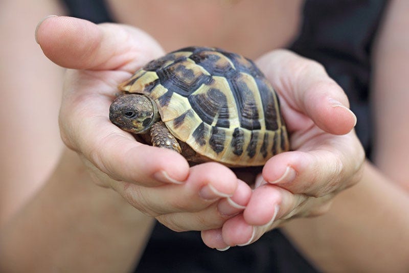 a female hands holding a pet turtle a female hands holding a pet turtle