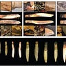 Anthropology.net