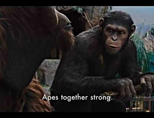 Eli Rodrigues | Apes together strong. . 📸 - @enoch.rodrigues . #apes# together#strong | Instagram