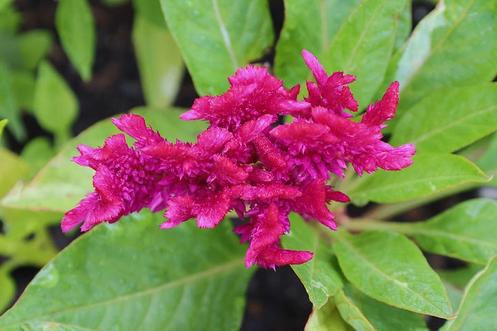 a variety of flowers growing in the garden