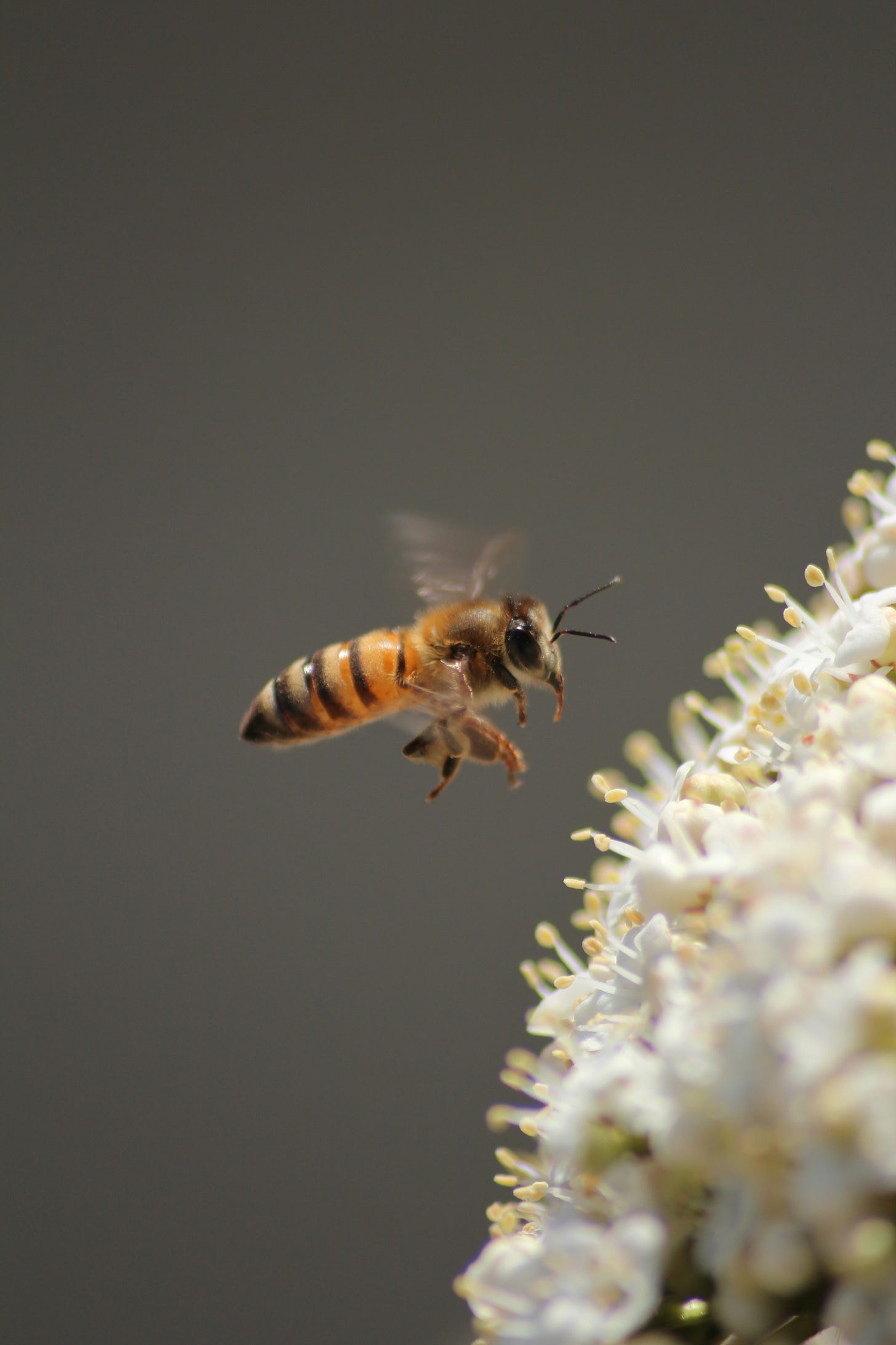 A bee flies in front of a white flower, facing right A bee flies in front of a white flower, facing right