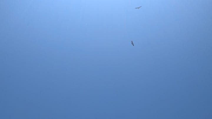 Eagles circling above