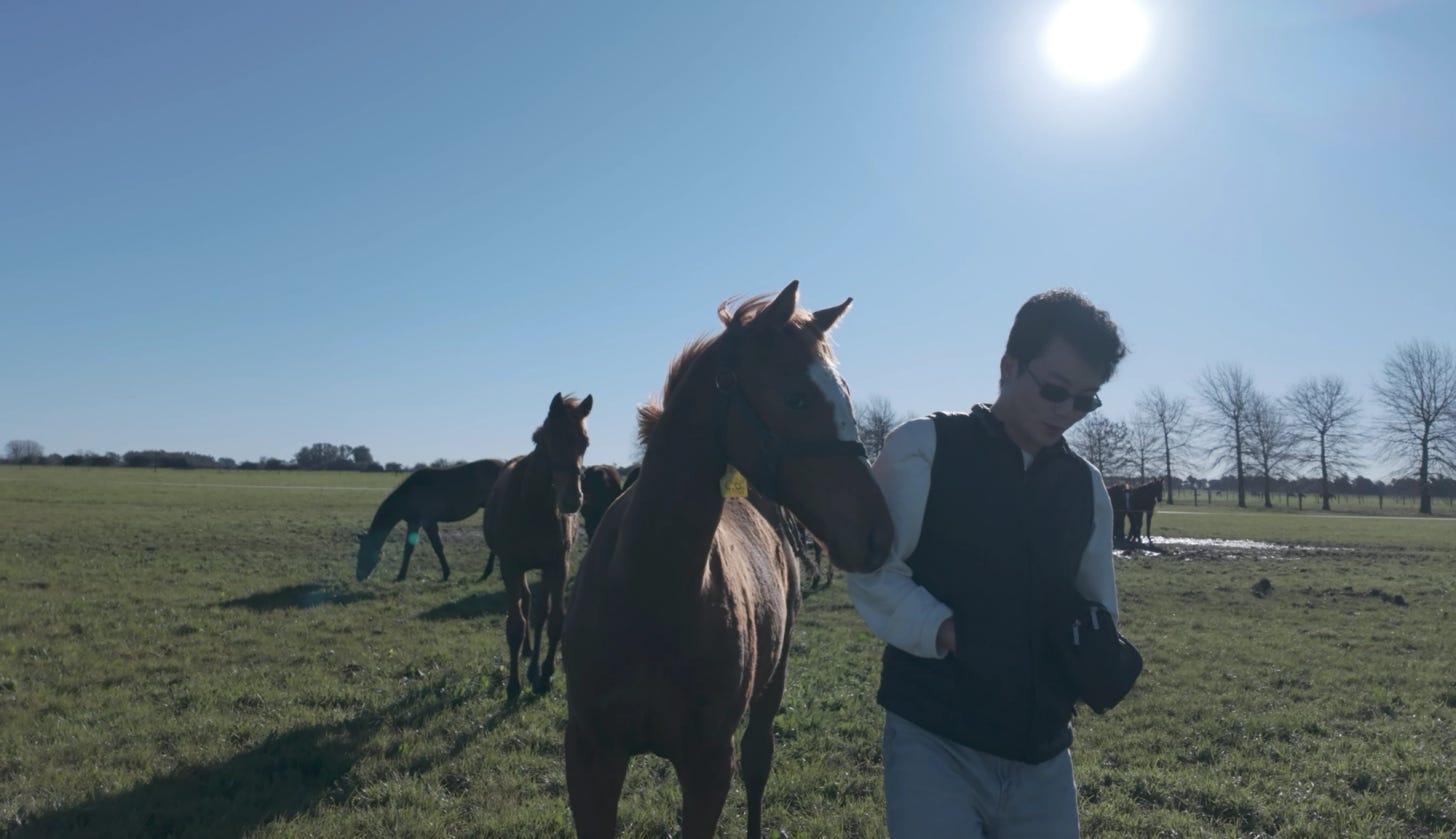 Haras chenaut Haras chenaut