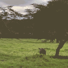Eugine, a baby giraffe from the Toledo zoo, gets the zoomies