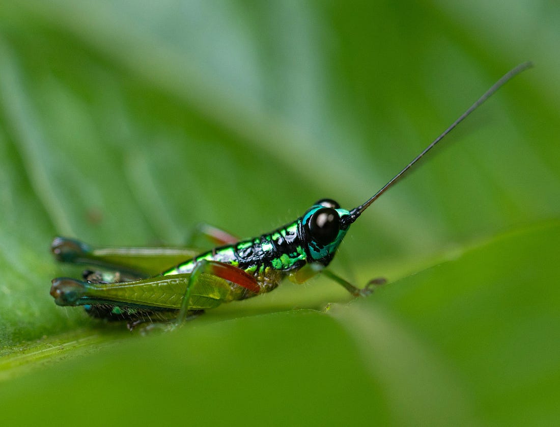 Lithoscirtus viceitas grasshopper resting on a green leaf along the Río Guayabo in Costa Rica, its metallic green body and long antennae catching the light. Lithoscirtus viceitas grasshopper resting on a green leaf along the Río Guayabo in Costa Rica, its metallic green body and long antennae catching the light.