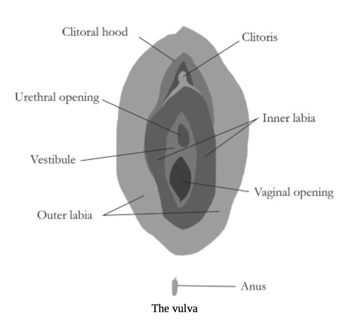 Vaginaning toliq ekranli fotosurati