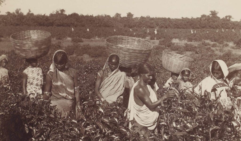 Tea in Colonial India: From Wilderness to 'Gardens'