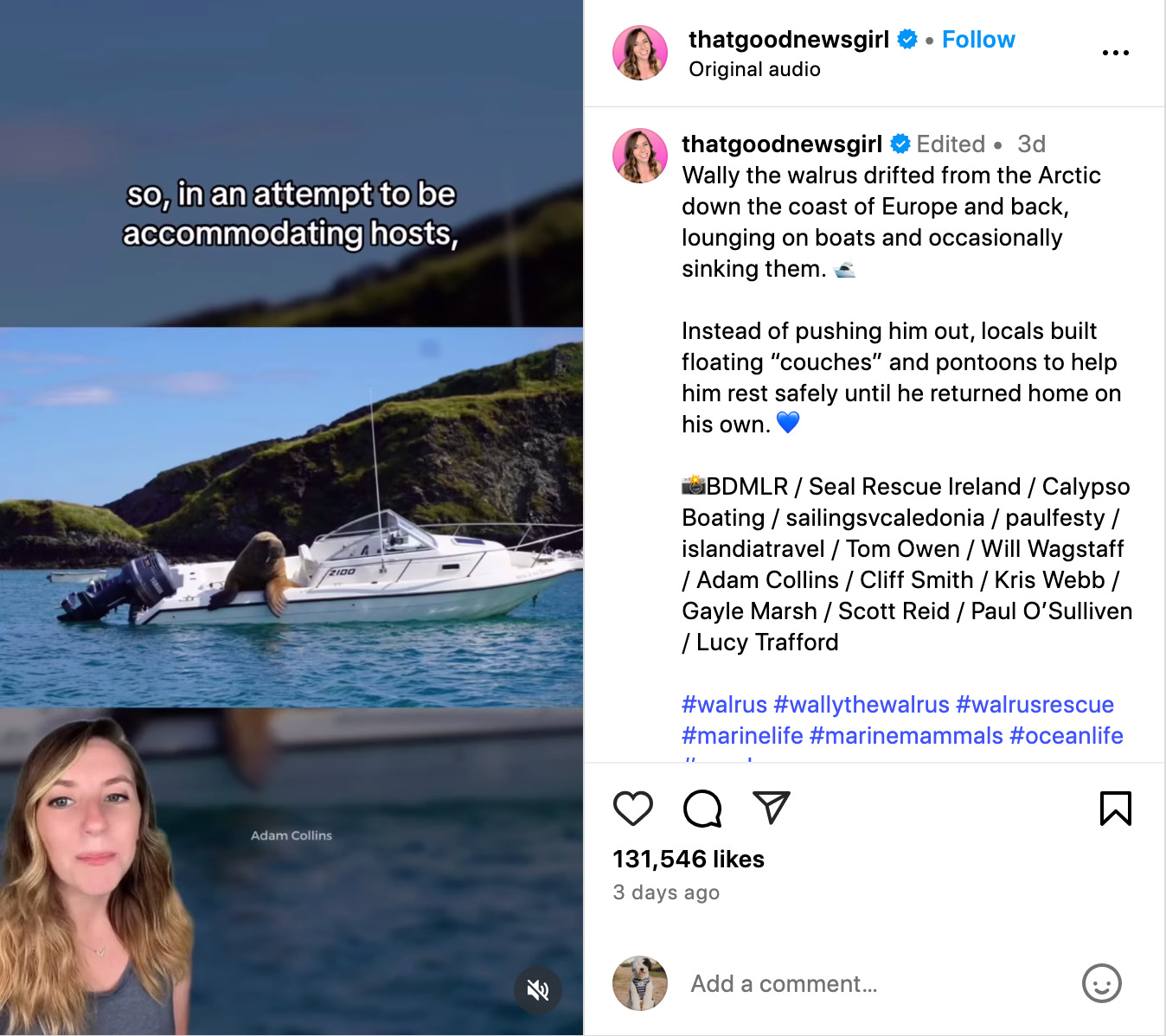 screenshot of post fromthatgoodnewsgirl about wally the walrus