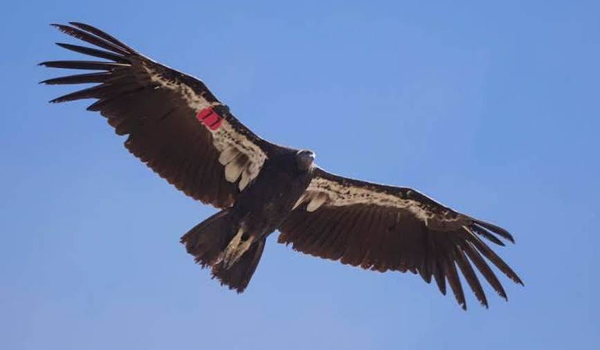 California Condor | Recovery & Sightings