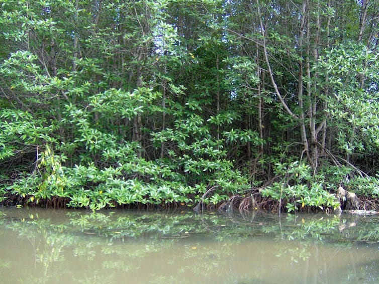 Tall mangroves line a river bank. Tall mangroves line a river bank.