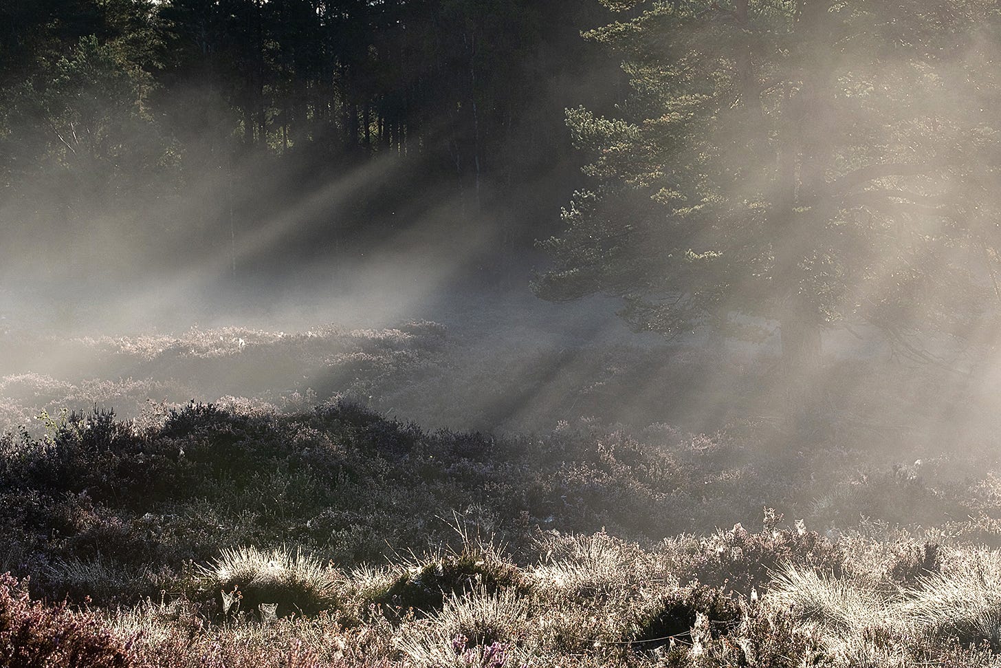 Sunbeams pierce through mist over heather and dewy grass on a Sottish moss