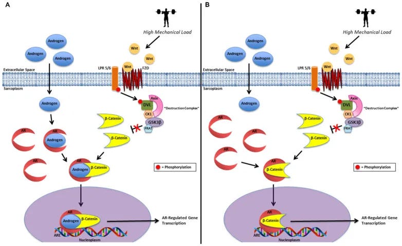 Mechanical load increases androgen receptor (AR) activity in muscle, both by strengthening normal hormone signaling and by enabling AR activation even when testosterone is low. (Cardaci TD, et al.. High-Load Resistance Exercise Augments Androgen Receptor–DNA Binding and Wnt/β-Catenin Signaling without Increases in Serum/Muscle Androgens or Androgen Receptor Content, Nutrients. 2020 Dec 15;12(12):3829.).Are My Hormones Affecting My Sleep