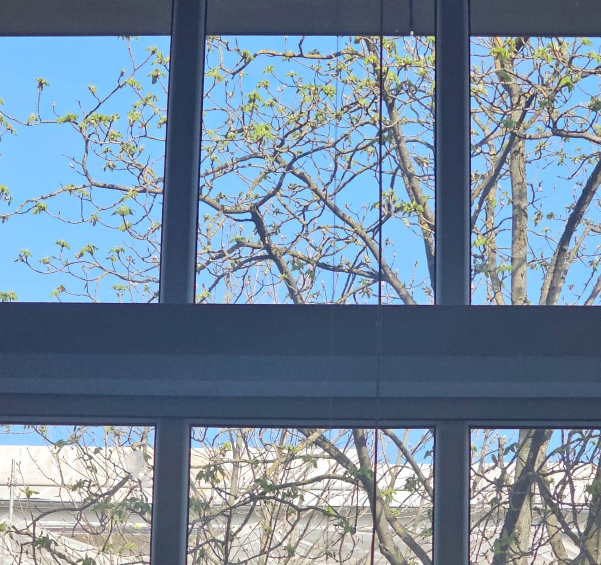 View outside my window