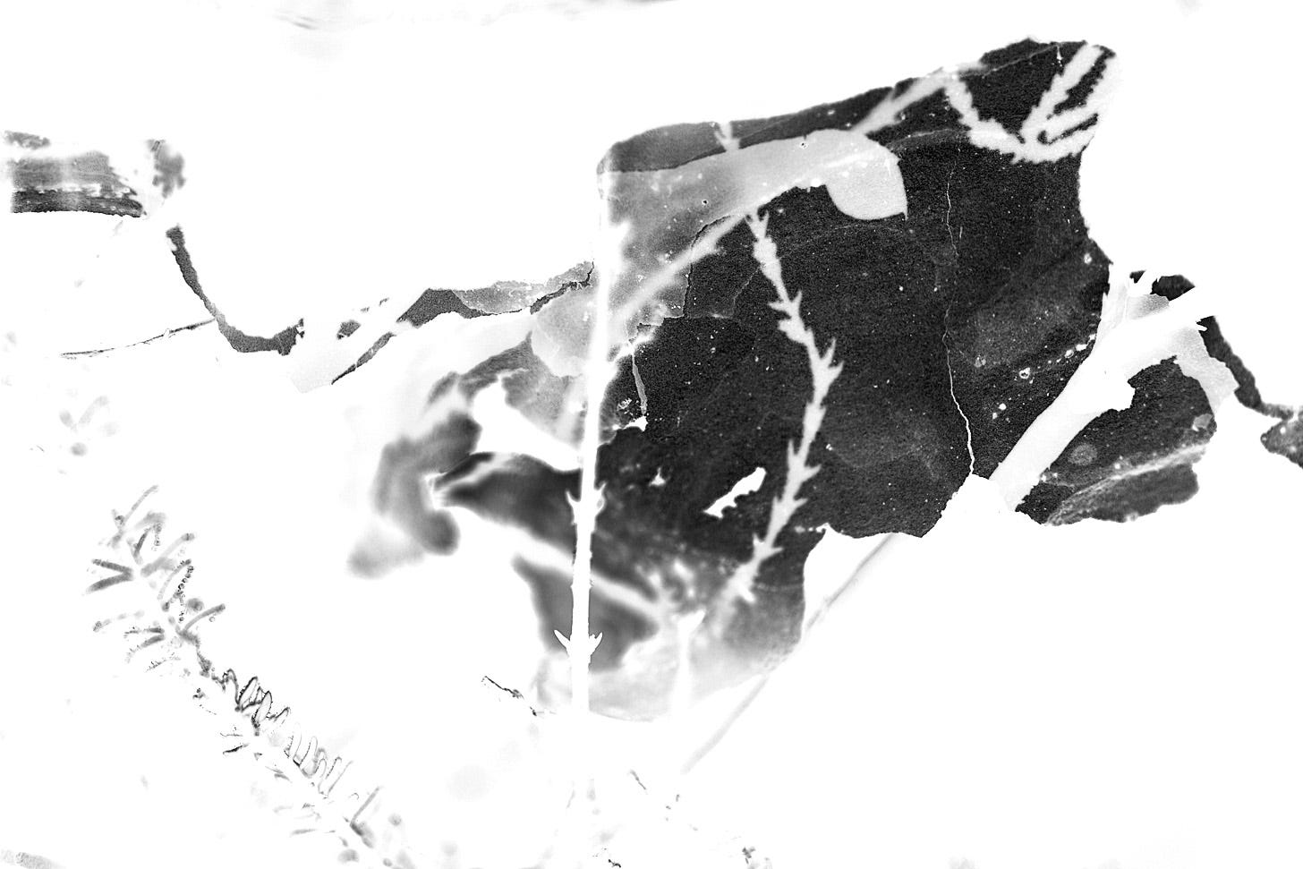 A translucent flake of pine bark catches sunlight and shadow. A canvas, inverted.