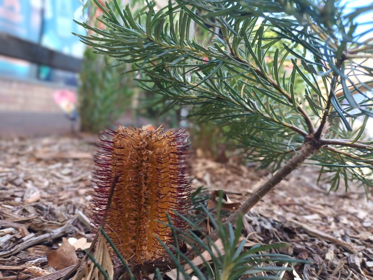 Native garden on Macquarie Rd Springwood