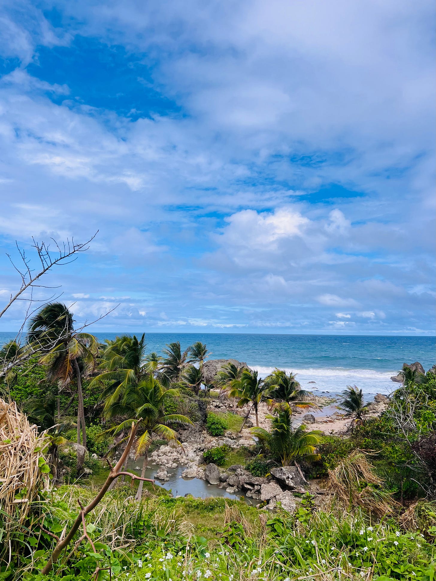 BARBADOS BABY! - by Milli Taylor - When in Rome
