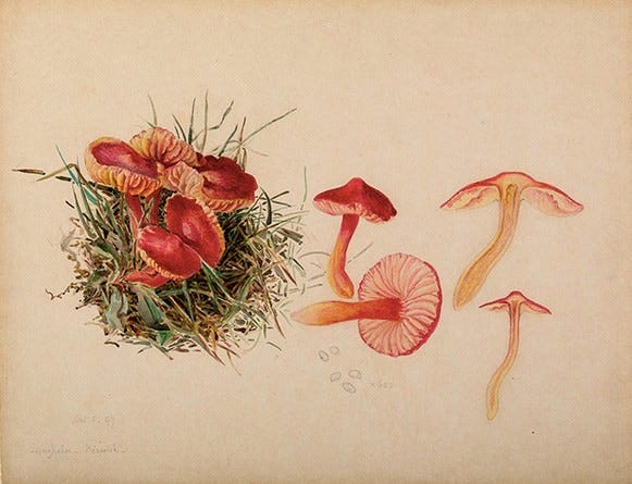 Beatrix Potter, mycological study, 1890s, Armitt Museum and Library Beatrix Potter, mycological study, 1890s, Armitt Museum and Library