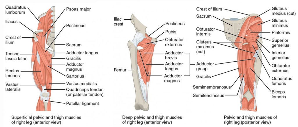 The left panel shows the superficial pelvic and thigh muscles, the center panel shows the deep pelvic and thigh muscles. The right panel shows the posterior view of the pelvic and thigh muscles.