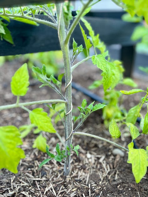 Twine Tomato Trellis Photos