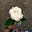 Elfie Beloved's avatar