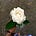 Elfie Beloved's avatar