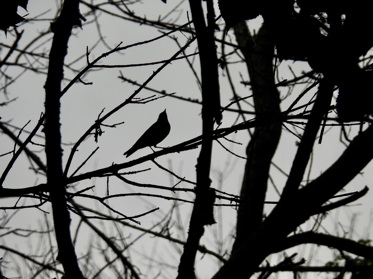 Black-and-white photo of a songbird in perfect silhouette. The bird is perched on a leafless branch in a mess of bare twigs and boughs, black against a gray sky. The bird has a plump breast and a short notched tail. It cocks its small round head and dainty bill upward as if in song.