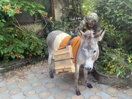 Russian_donkey_01.jpg Russian_donkey_01.jpg