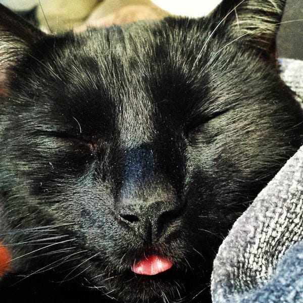 Say hi to Jack. He belongs to loyal subscriber Erin. Say hi to Jack. He belongs to loyal subscriber Erin.