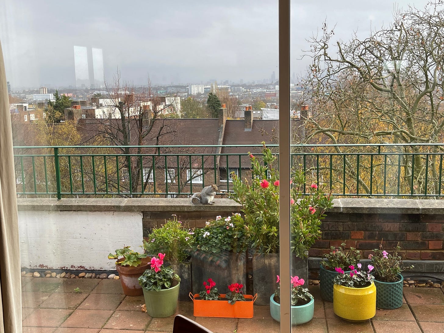 A squirrel sits on the edge of a balcony behind colourful pots filled with flowers. In the background trees, and houses can be seen from the balcony.