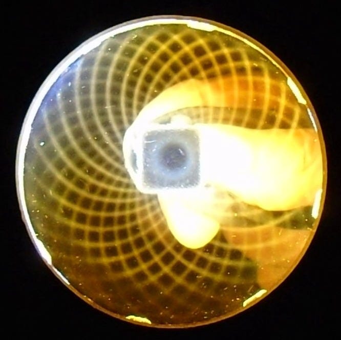 1 bar magnet under ferrocell - YouTube