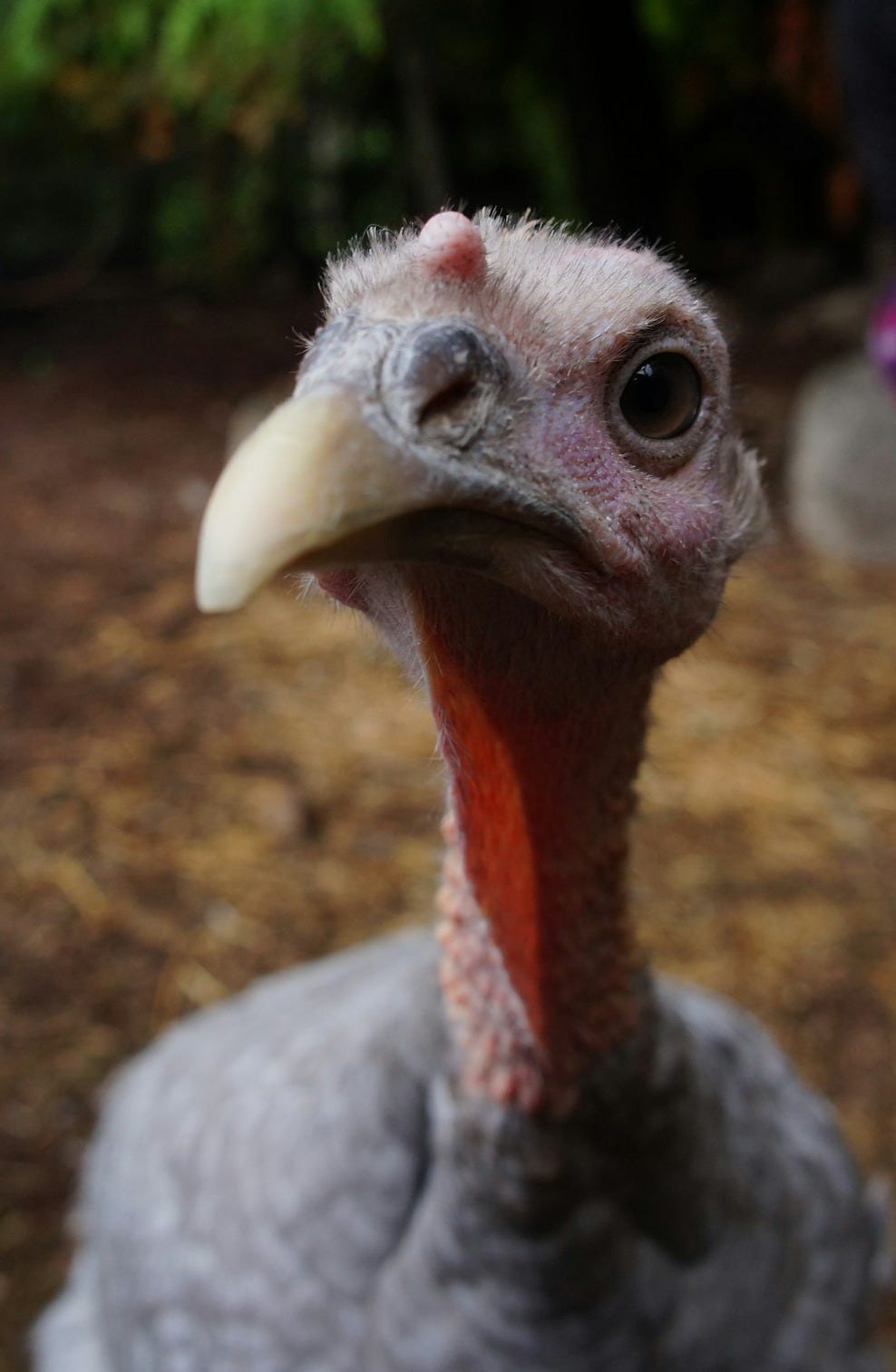 a close up of a turkey with a person in the background a close up of a turkey with a person in the background