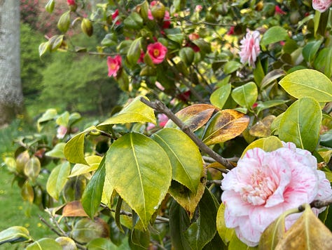 Spring flowers and blossom at Stourhead Garden, Wiltshire.