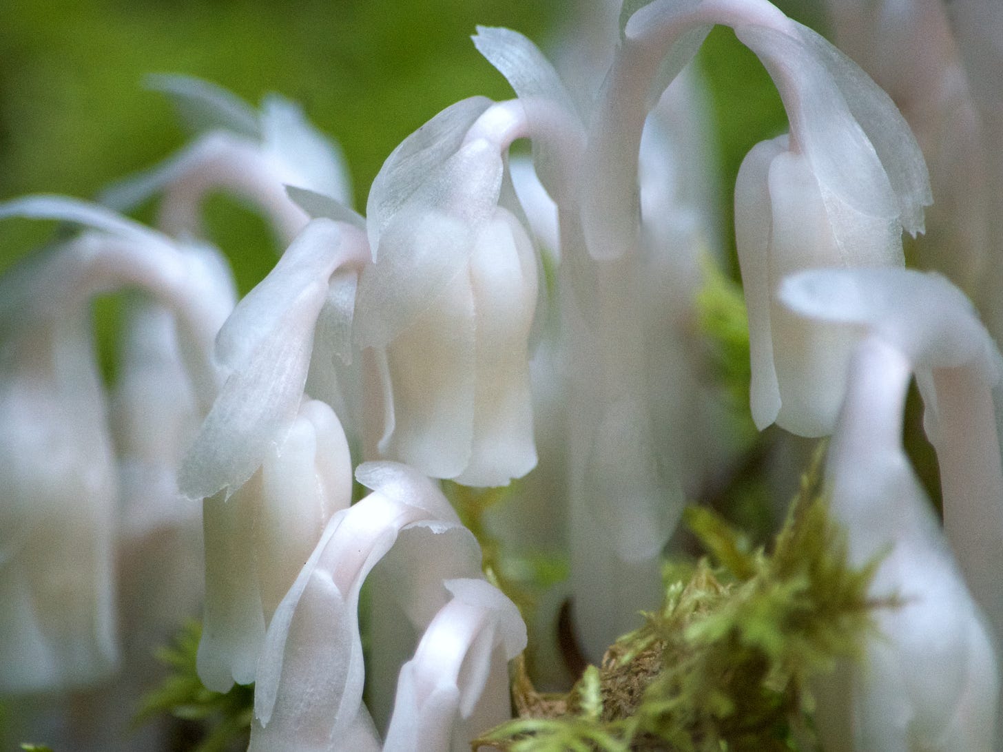 A close-up of shimmery white Ghost Plant blossoms hovering above the moss.