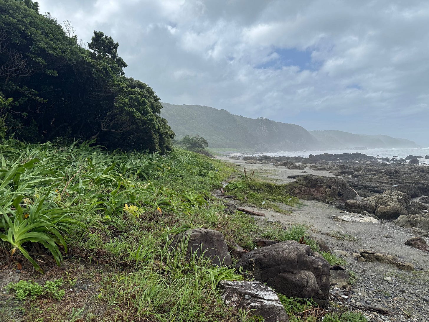 原生林も、岩も、砂浜も、波も、山も、空も、いっぺんに見えていた田代海岸。 原生林も、岩も、砂浜も、波も、山も、空も、いっぺんに見えていた田代海岸。