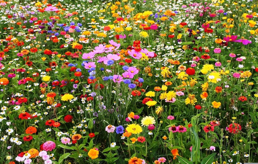 LiveMoor Wild Flower Meadow Seeds - Help Save the UK Bee Population