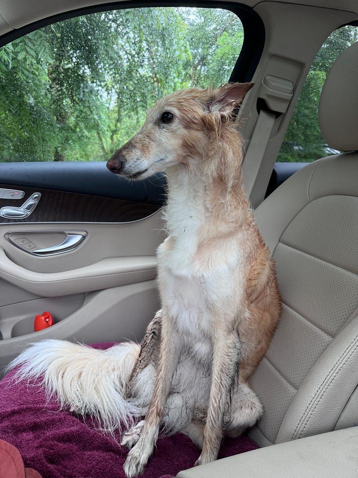 Top photos are Cleo and Abby on their solo double trip to the dog park (YouTube video to come). Followed by Abby being majestic on the beach for her solo trip, and Cleo being the soggiest noodle after a rainy hike.
