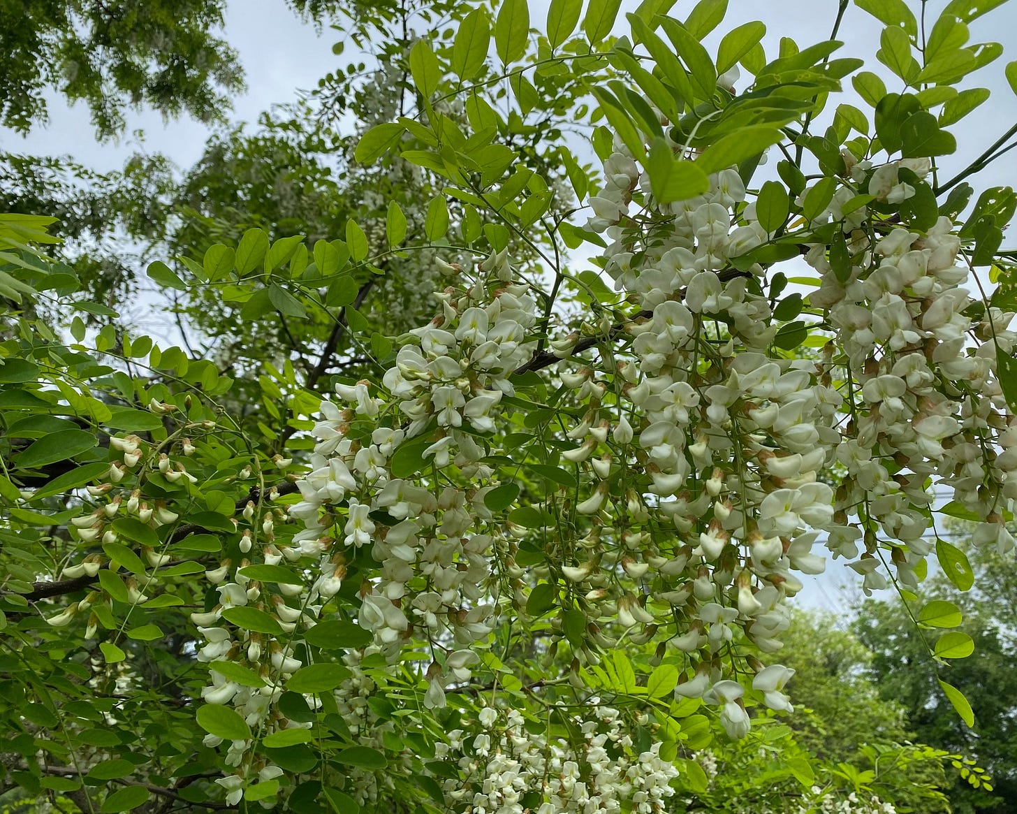 Black Locust blooms