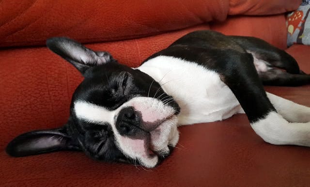 Sleep Aids Poisoning in Dogs - Symptoms, Causes, Diagnosis, Treatment,  Recovery, Management, Cost